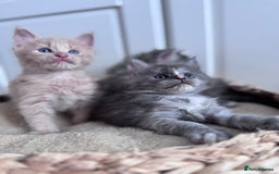 Maine Coon cats for sale: 🌟🌟Beautiful Maine Coon kittens 🌟🌟 - Image 2
