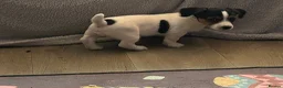 Jack Russell dogs for sale: Jack Russell  - Advert 4