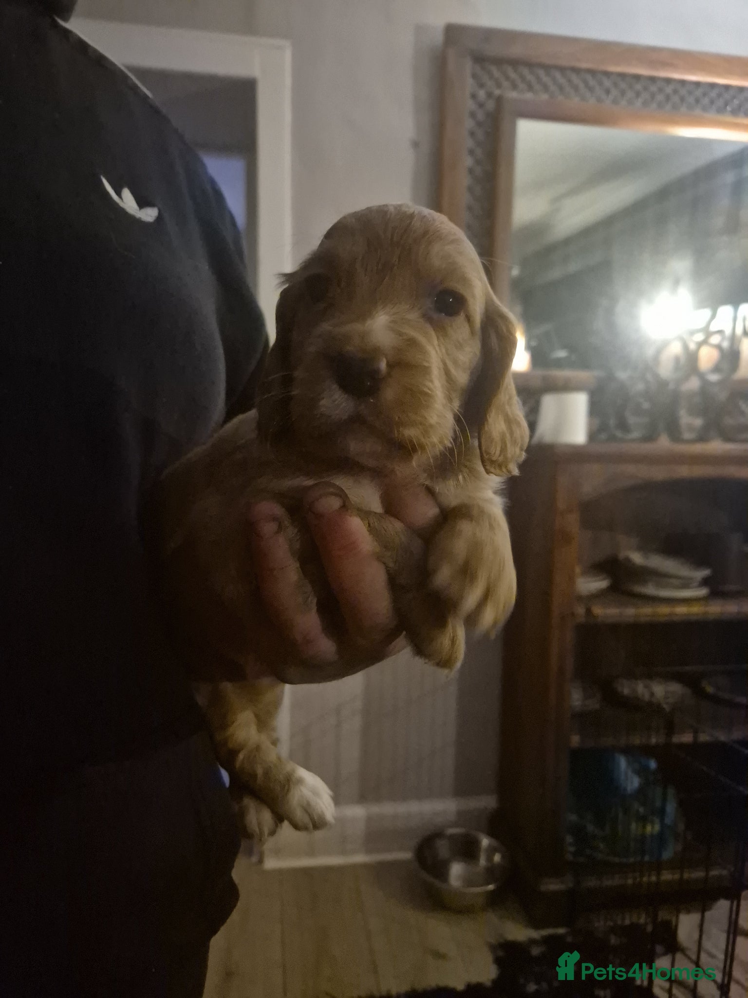 Cocker Spaniel dogs 6 cocker spaniel pups  - Advert 2