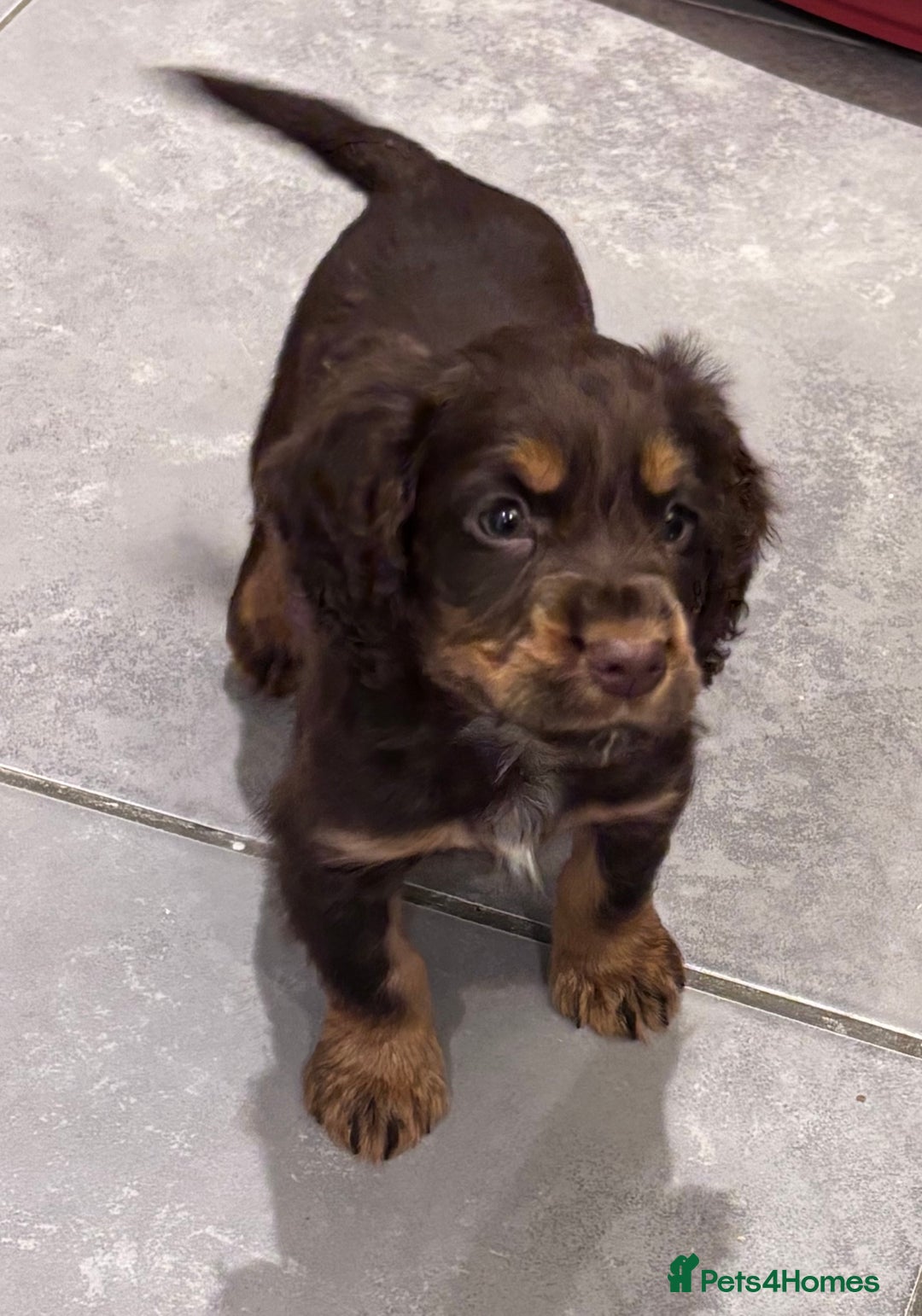 Cocker Spaniel dogs for sale: Working cocker spaniel now ready - Advert 13
