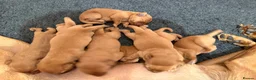 Labrador Retriever dogs for sale: Stunning litter of Fox Red Labrador puppies  - Advert 13