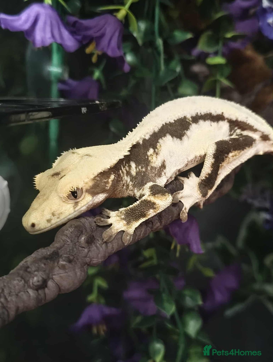 Gecko reptiles for sale: Male and female crested geckos  - Advert 7