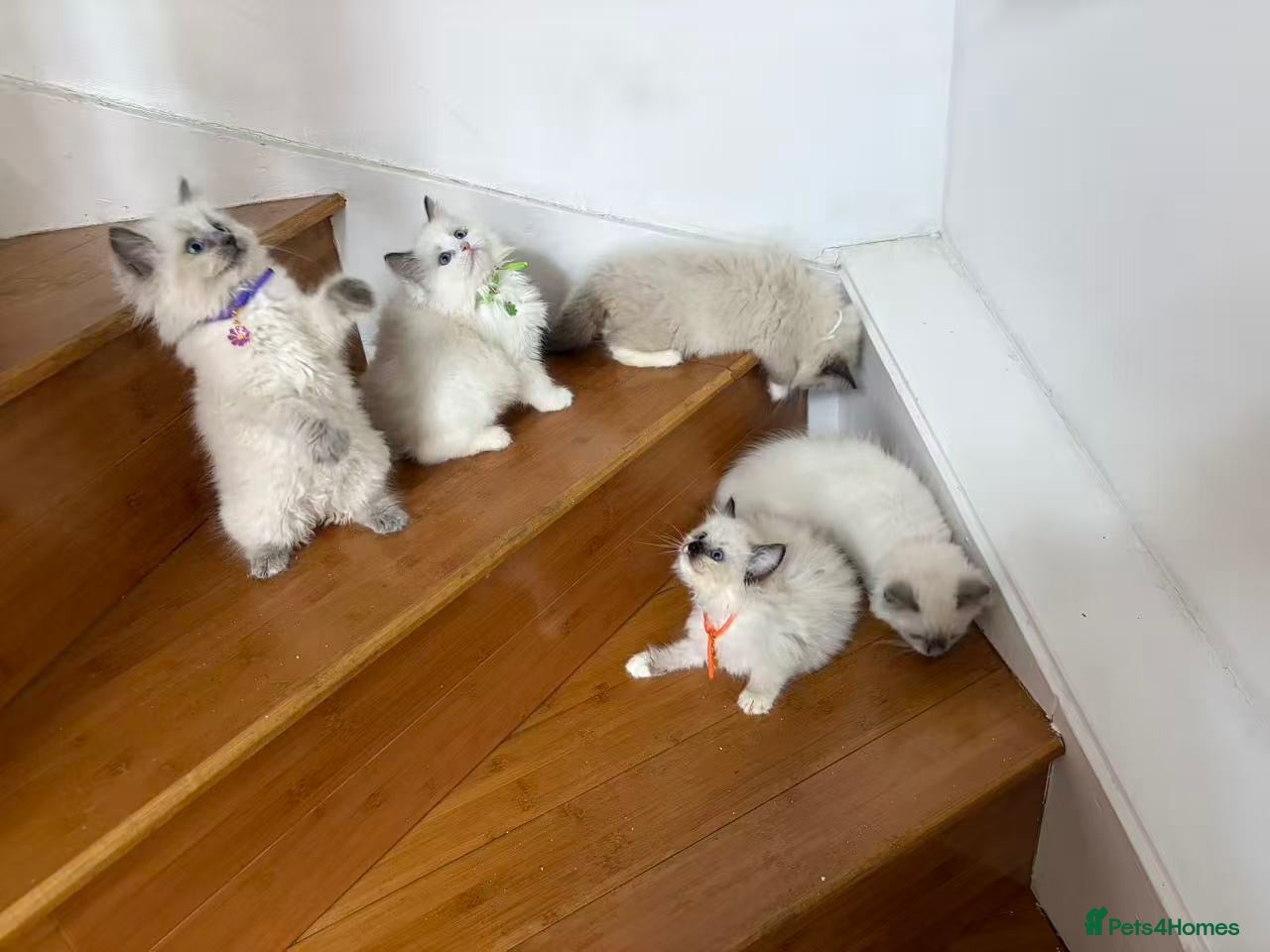 Ragdoll cats  2 male 3 female ragdoll - Advert 4