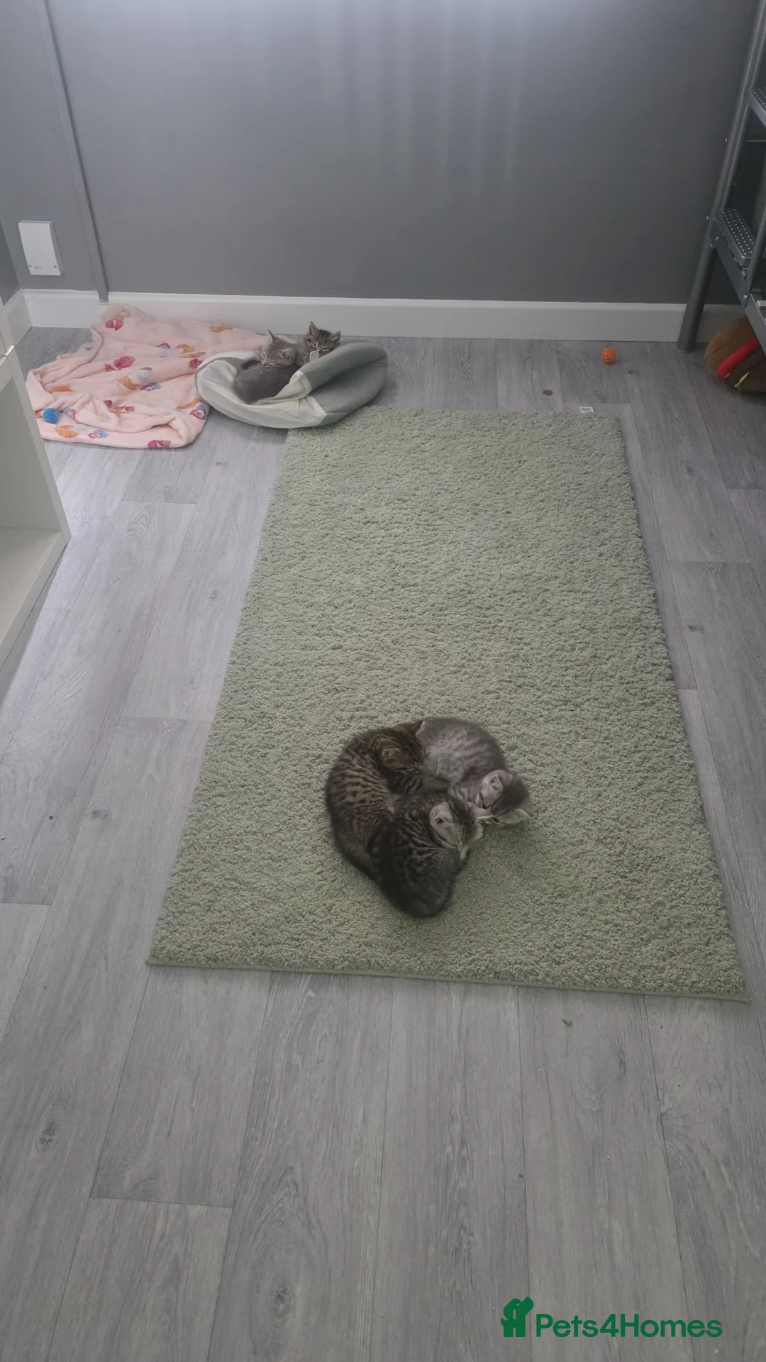 British Shorthair cats for sale: British short hair x  - Advert 2