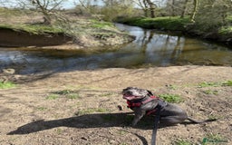 Staffordshire Bull Terrier dogs for stud: 💙Blue Staffordshire Bull Terrier Stud💙 - Image 10