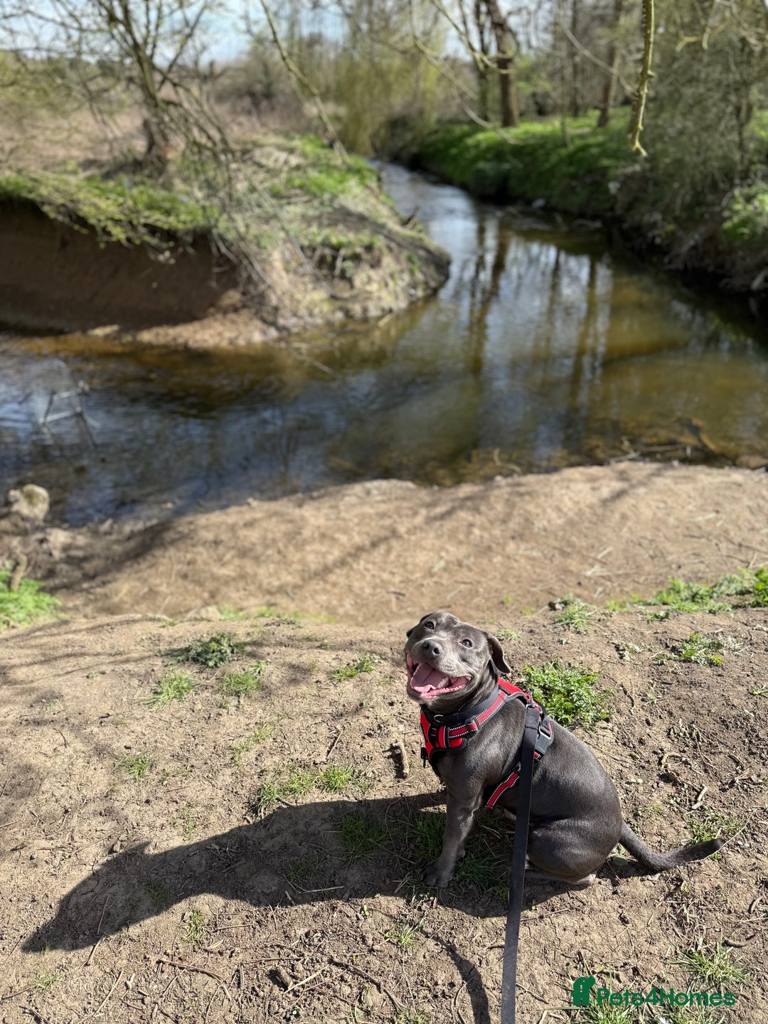 Staffordshire Bull Terrier dogs for stud: 💙Blue Staffordshire Bull Terrier Stud💙 - Image 10