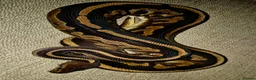 Python Snake reptiles for sale: 3 Royal Pythons for rehoming  - Advert 5