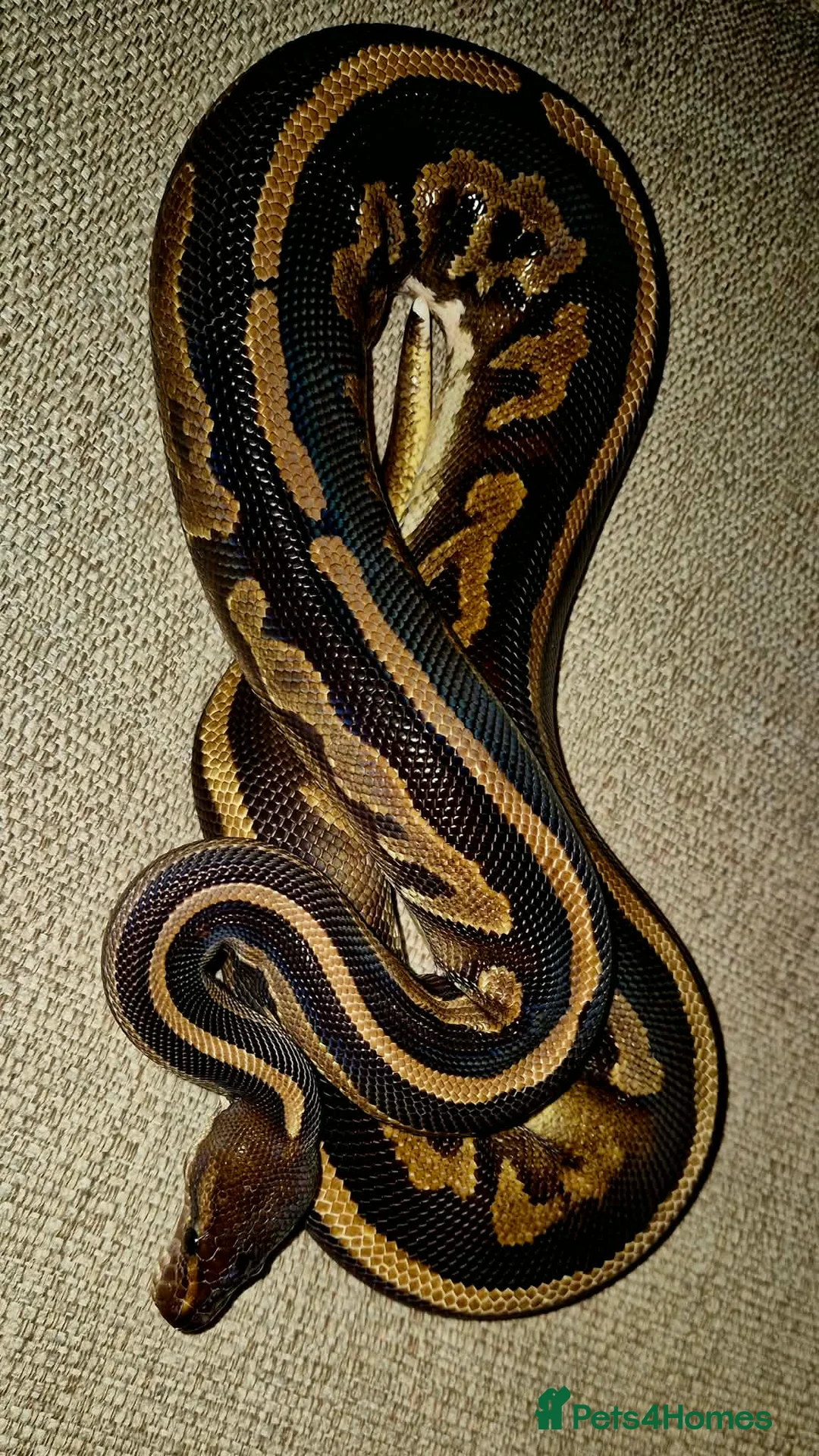 Python Snake reptiles for sale: 3 Royal Pythons for rehoming  - Advert 5