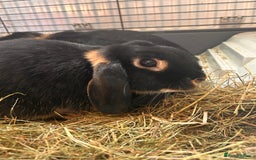 Mini Lop rabbits for sale: 2 mini lip female rabbits  - Image 4
