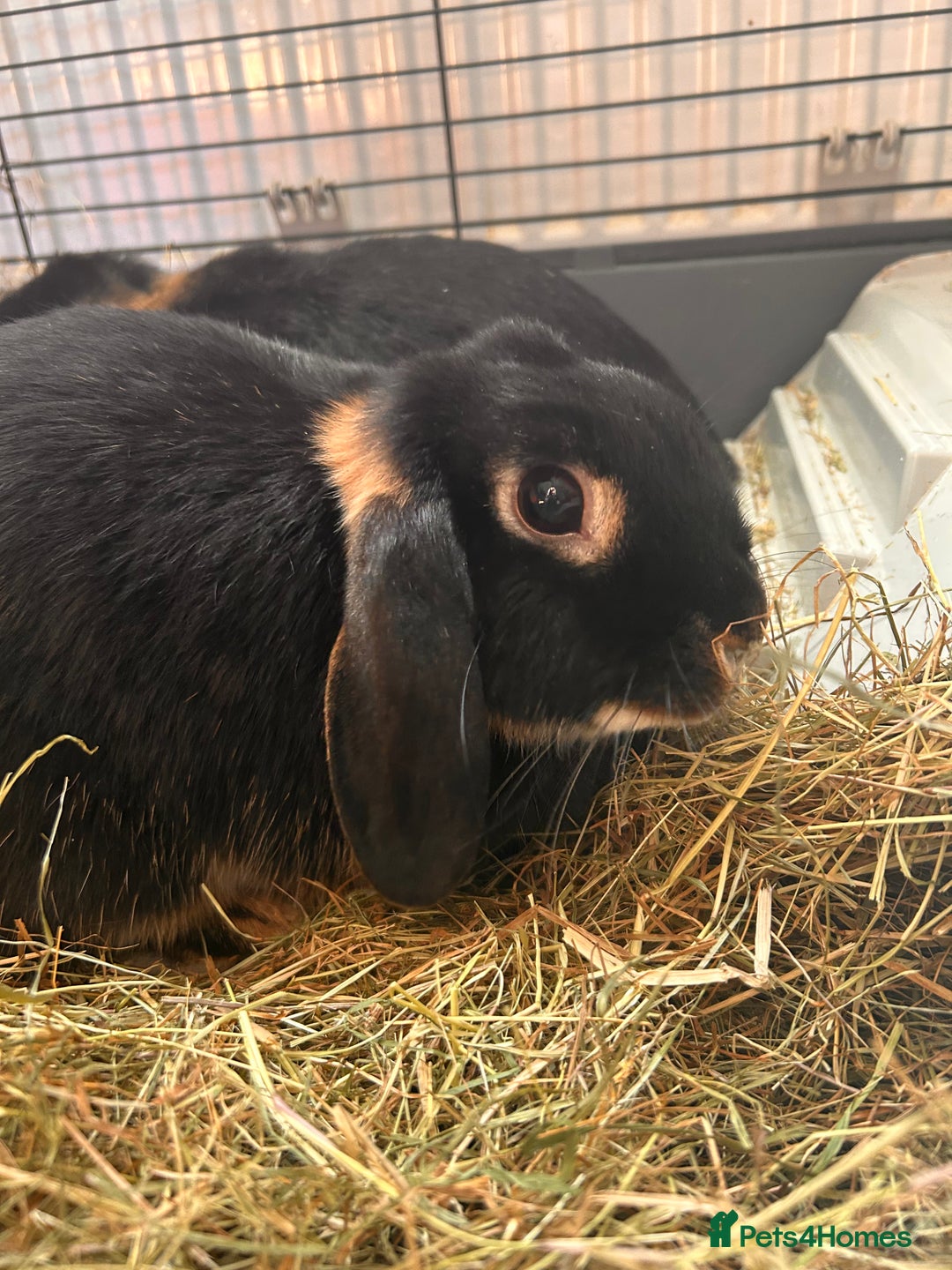 Mini Lop rabbits for sale: 2 mini lip female rabbits  - Image 4