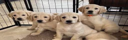Golden Retriever dogs for sale: KC Reg Golden Retriever puppies - Ready now!!!!  - Advert 6