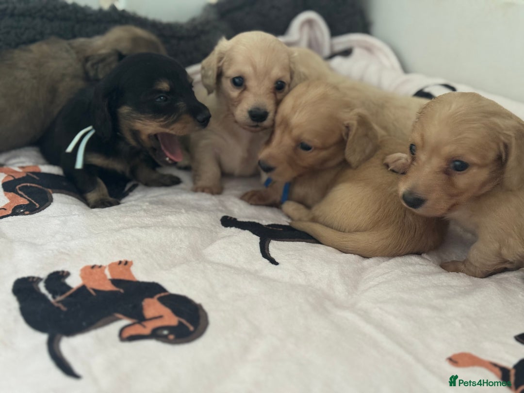 Miniature Dachshund dogs for sale: Miniature Dachshunds longhaired puppies - Advert 13