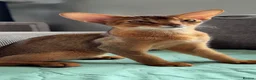 Abyssinian cats for sale: Gorgeous Abyssinian ruddy girls🤎❤️ - Advert 11