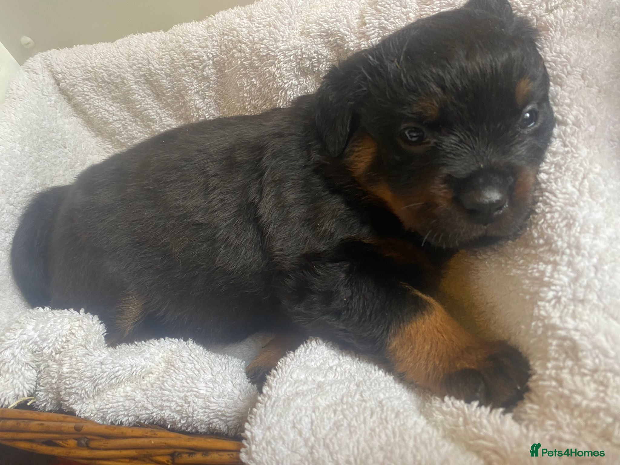 Rottweiler dogs Rottweilers 2 longs coats 5 short coats - Advert 1