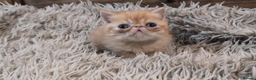 Persian cats for sale: Persian Kittens For Sale - Advert 32
