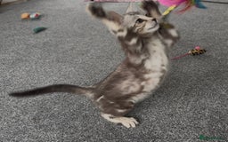 Bengal cats for sale: Well socialised bengal kittens - ready 21/12/25 - Advert 29