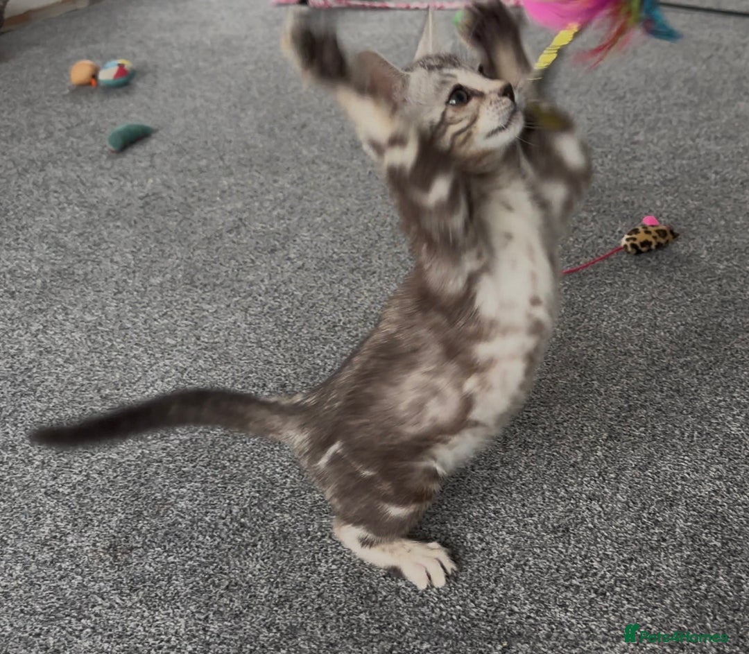 Bengal cats for sale: Well socialised bengal kittens - ready 21/12/25 - Advert 29