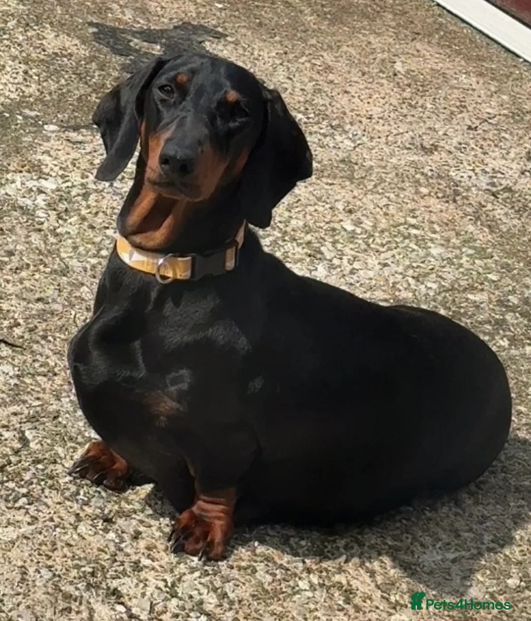 Dachshund dogs for sale: Dachshund bitch for sale  - Advert 2