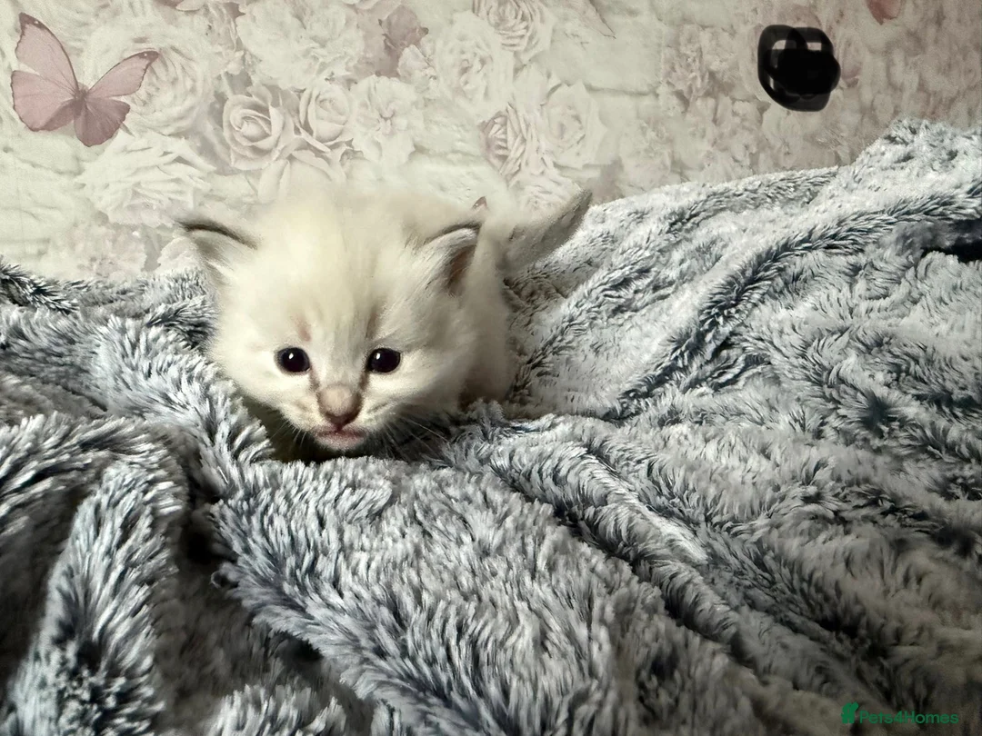 Ragdoll cats for sale: 🌟RAGDOLL KITTENS 🌟 - Advert 2