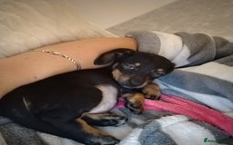 Miniature Dachshund dogs for sale: Female miniature dachshund puppy - Image 3