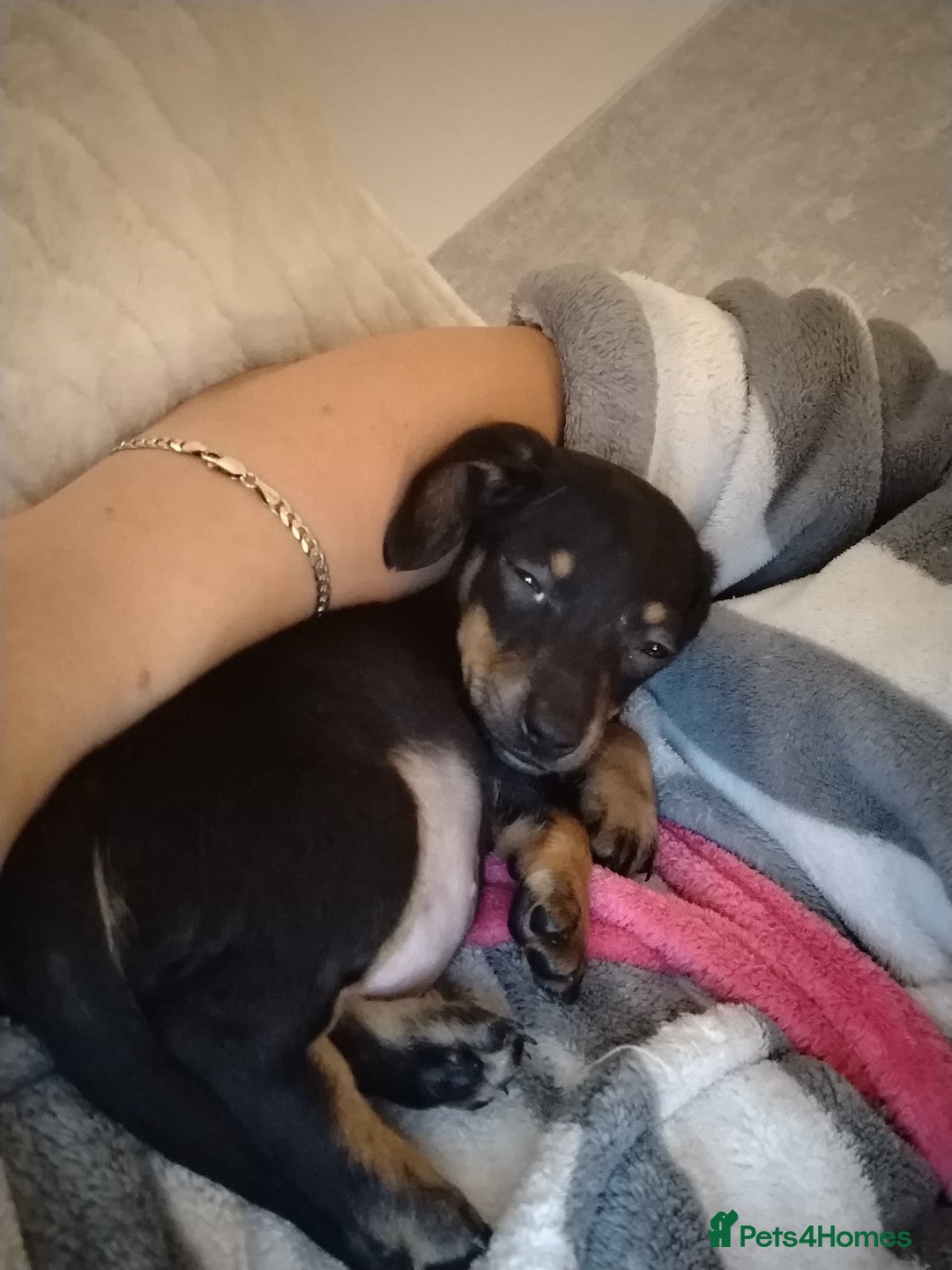 Miniature Dachshund dogs for sale: Female miniature dachshund puppy - Image 3