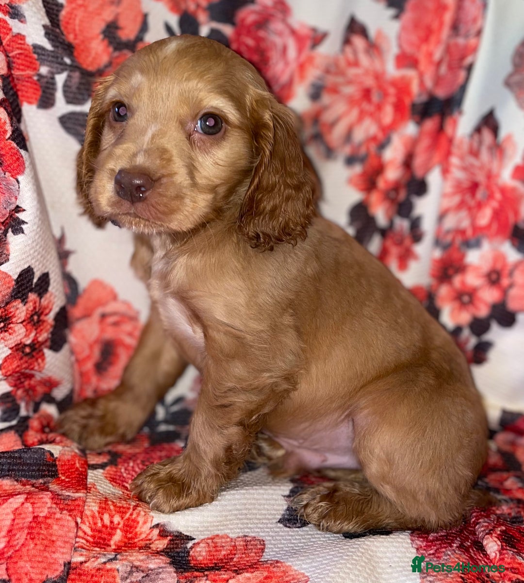 Cocker Spaniel dogs for sale: Beautiful golden puppies ready to leave now! - Advert 6