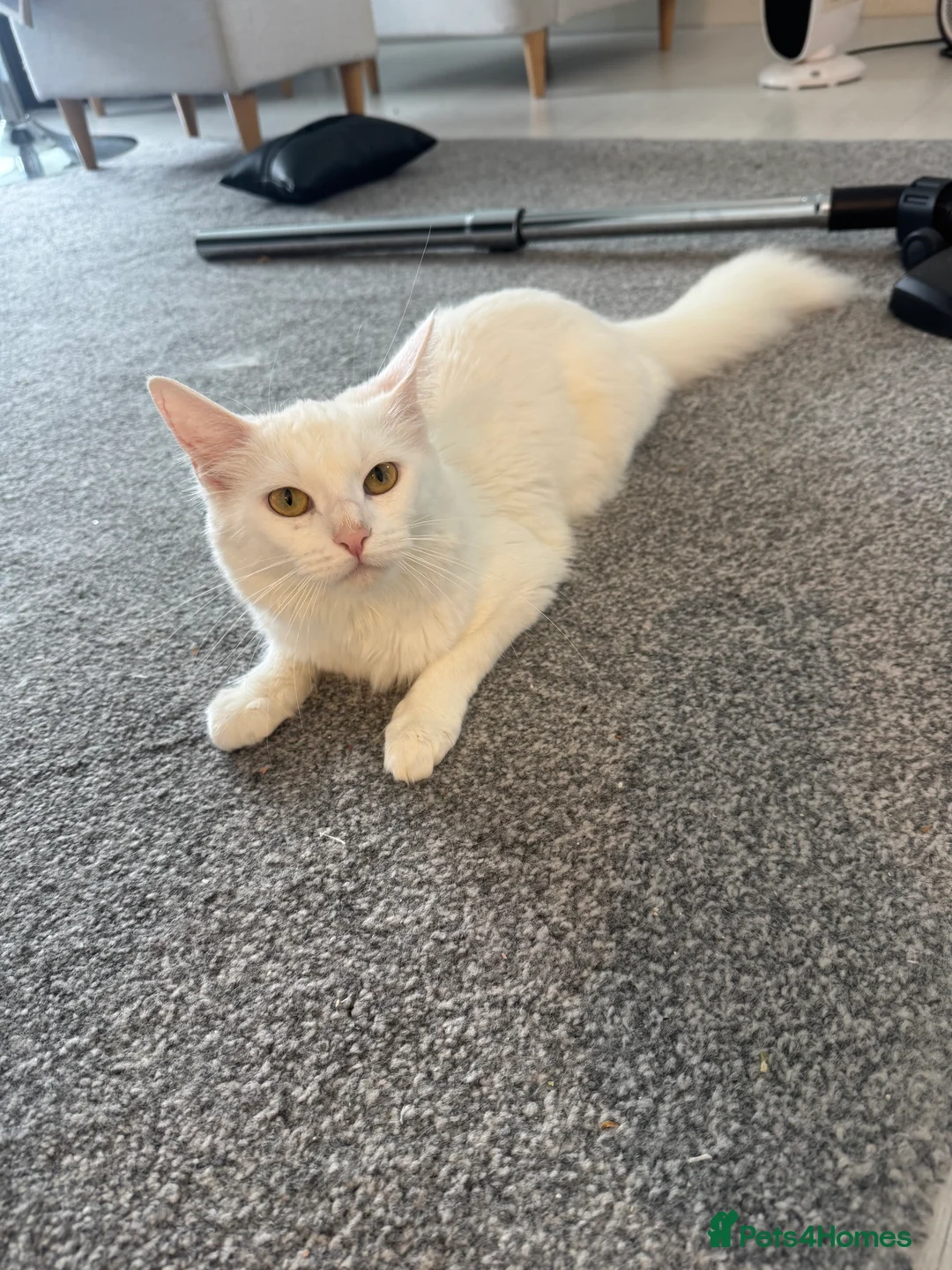 Maine Coon cats for sale: Beautiful White Maine Coon Cat in Glasgow - Advert 2
