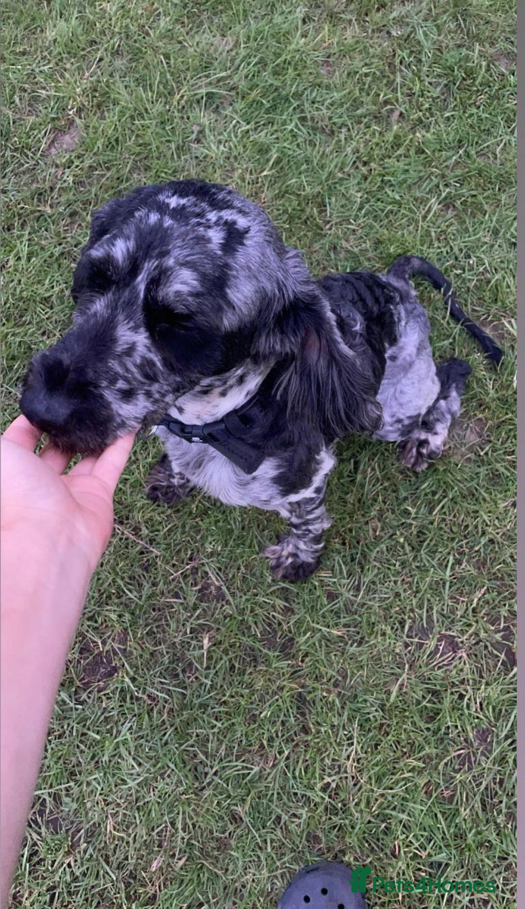 Cockapoo dogs for sale: Cockapoos 5 beautiful puppies  - Advert 1