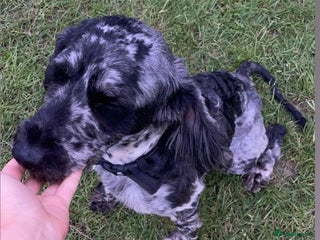 Cockapoo dogs Cockapoos 5 beautiful puppies - Advert 3