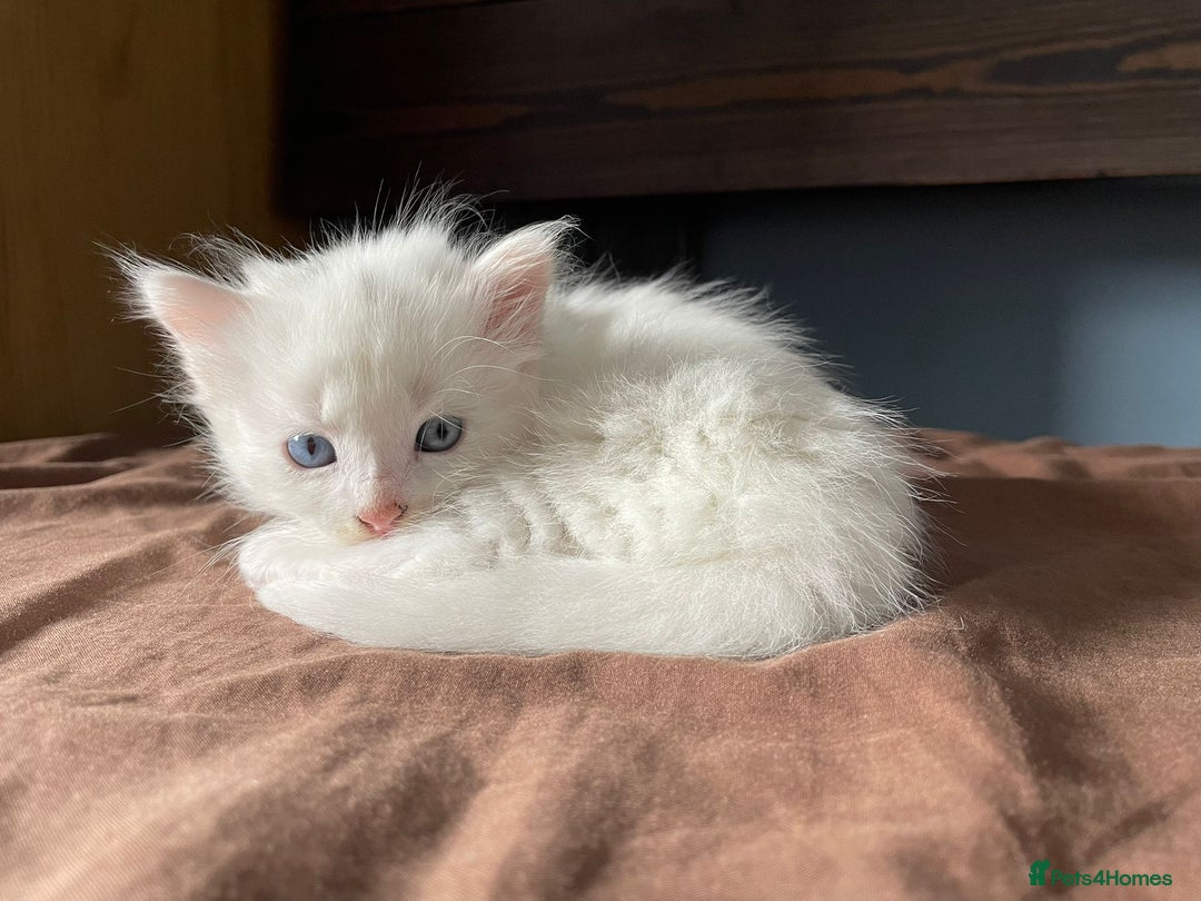 British Shorthair cats for sale: White SHD Kittens for sale - Image 10