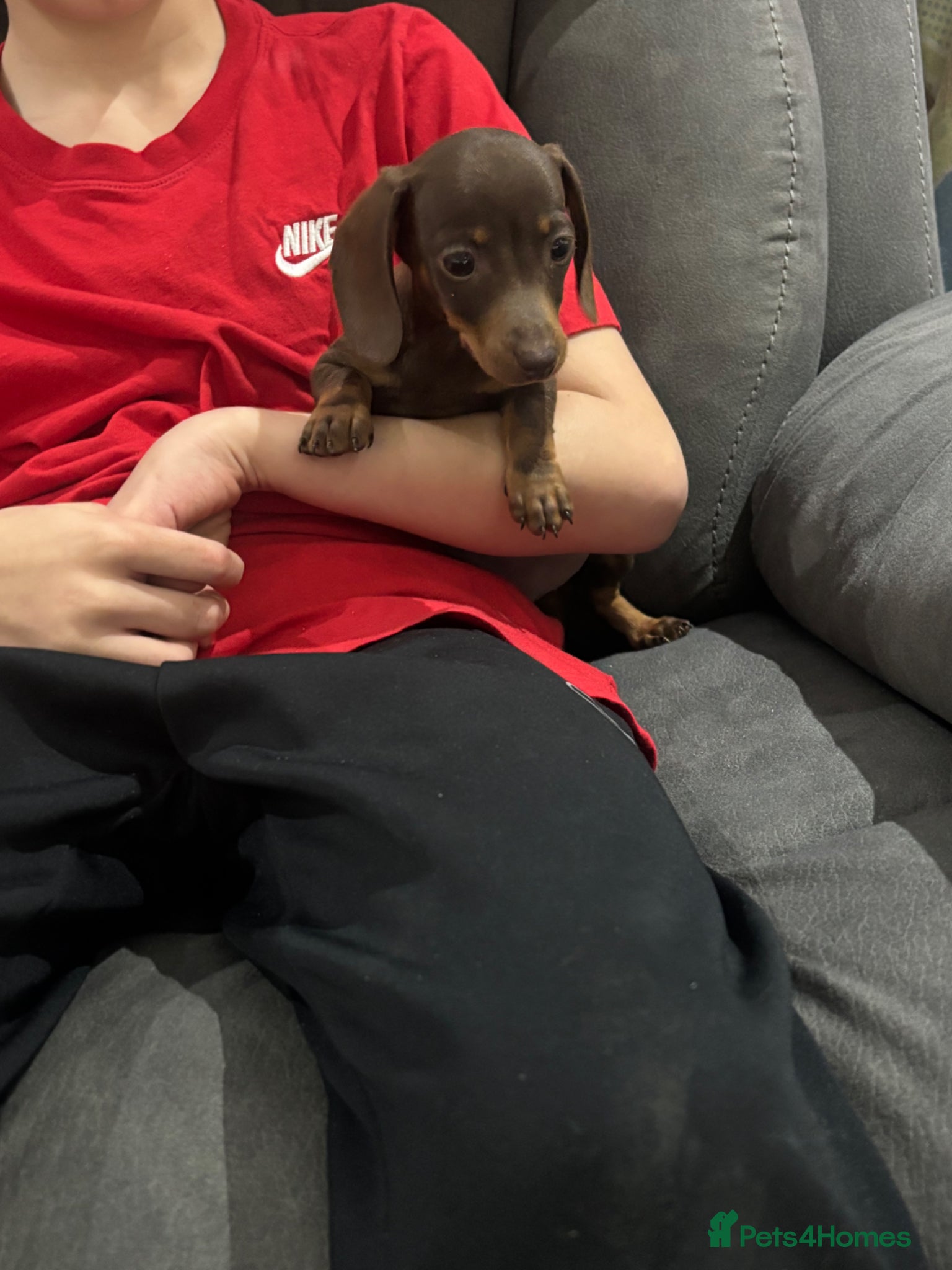 Miniature Dachshund dogs Last Miniature dachshund boy - Advert 14