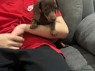 Miniature Dachshund dogs Last Miniature dachshund boy - Advert 14