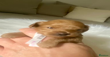 Maltipoo dogs 🐶 Rare Mini Asian Maltipoo -Tiny Teddy Bear Pups  - Advert 9