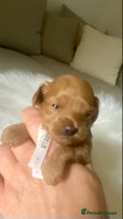 Maltipoo dogs 🐶 Rare Mini Asian Maltipoo -Tiny Teddy Bear Pups - Advert 7