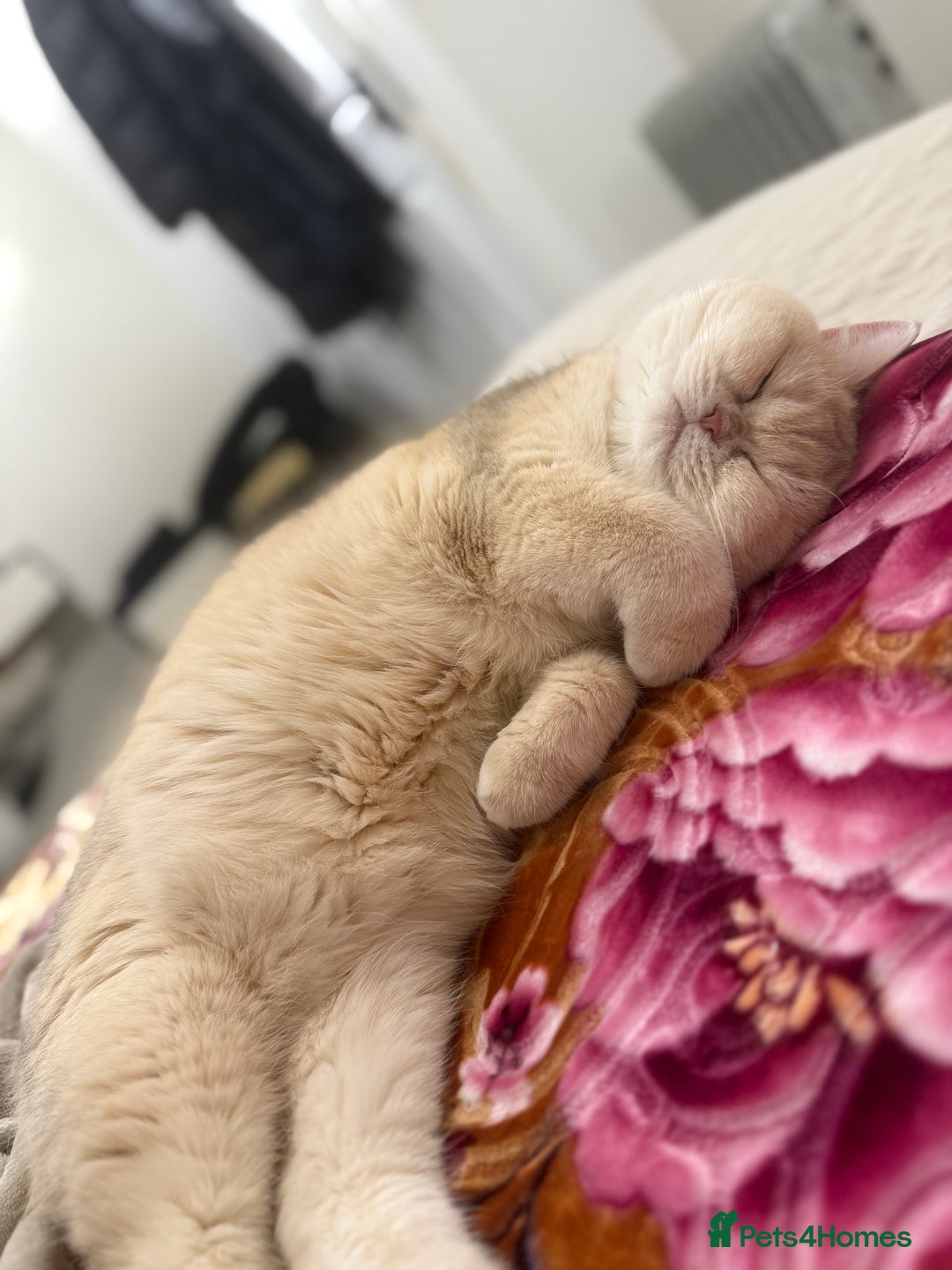 British Shorthair cats for sale: Golden Tipped British Shorthair Cat - Advert 2