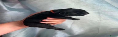 Orange collar boy 