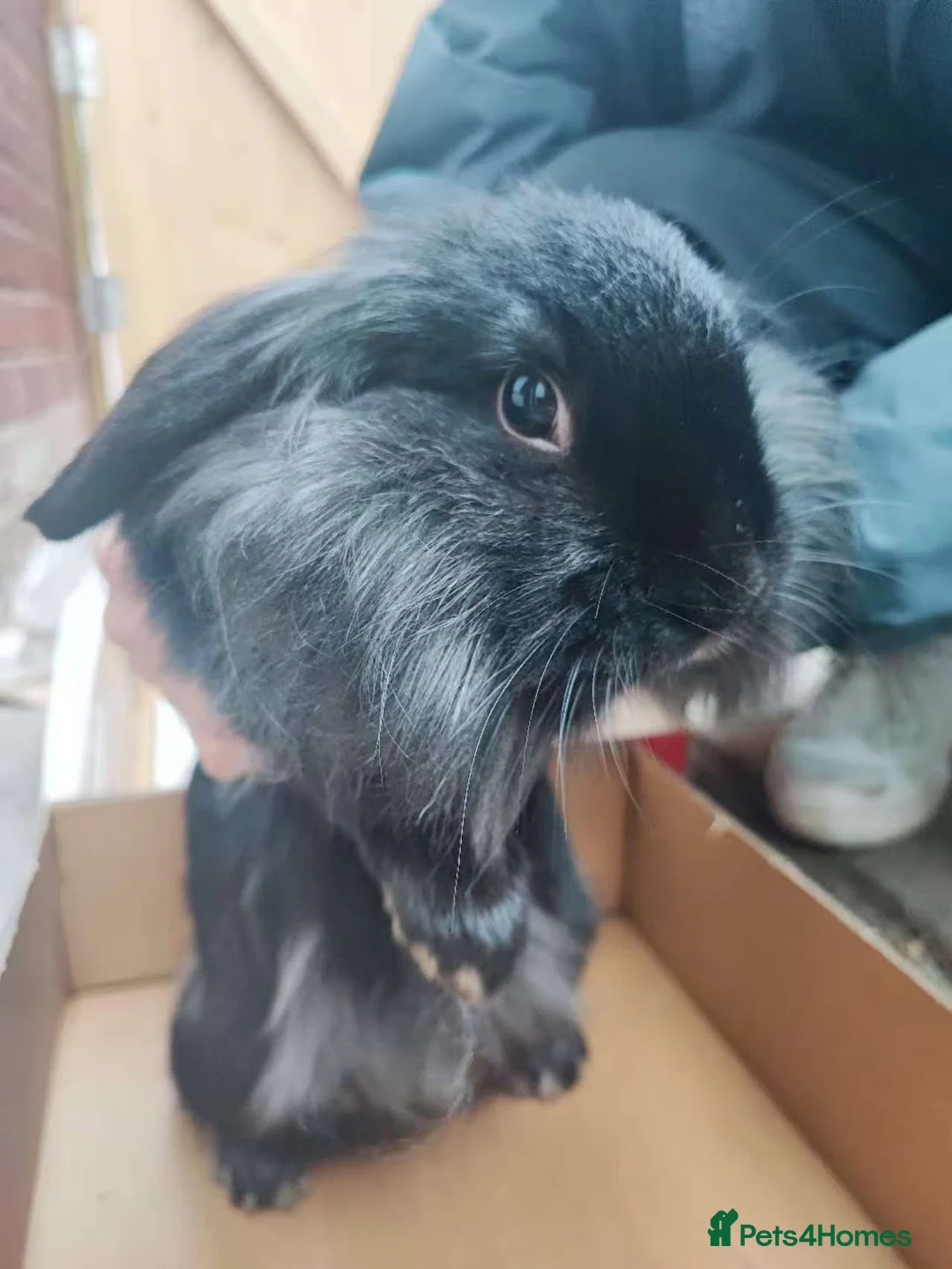 Mixed Breed rabbits for sale: A cute little rabbit - Advert 11