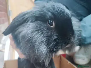 Mixed Breed rabbits Female rabbit - Advert 22