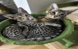 Savannah cats for sale: Savannah F4 girl kittens - Image 17