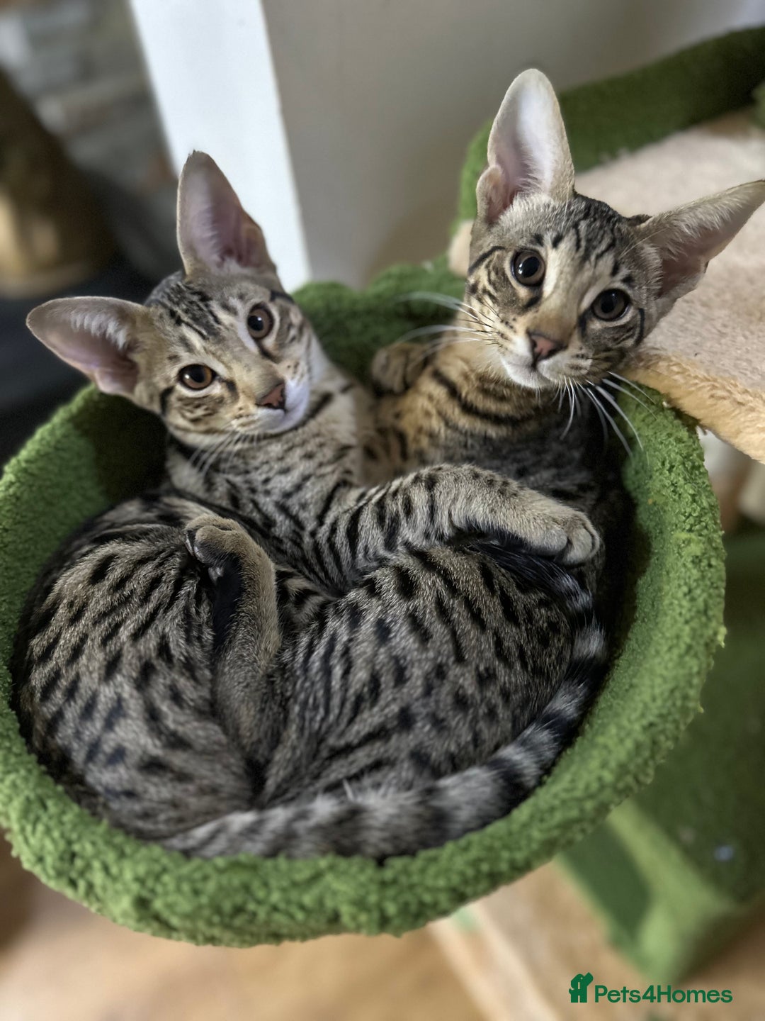Savannah cats for sale: Savannah F4 girl kittens - Image 17