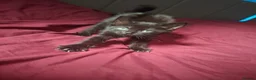 Mixed Breed cats for sale: 5 beautiful black kittens ready to leave  - Advert 2