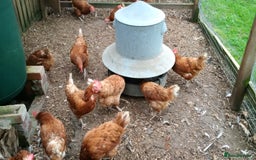 Hens poultry for sale: Laying Hens Warrens - Image 6