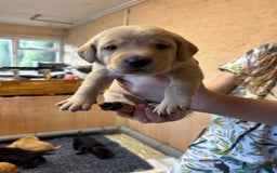 Labrador Retriever dogs for sale: Stunning  KC registered Labrador puppies - Image 8