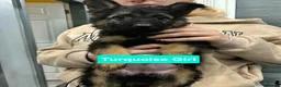 German Shepherd dogs for sale: Beautiful Plush Coated German Shepherd Puppies  - Advert 11