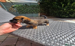 Mixed Breed dogs for sale: Very loving puppies looking for their forever home - Image 3