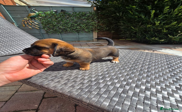 Mixed Breed dogs - Advert 10