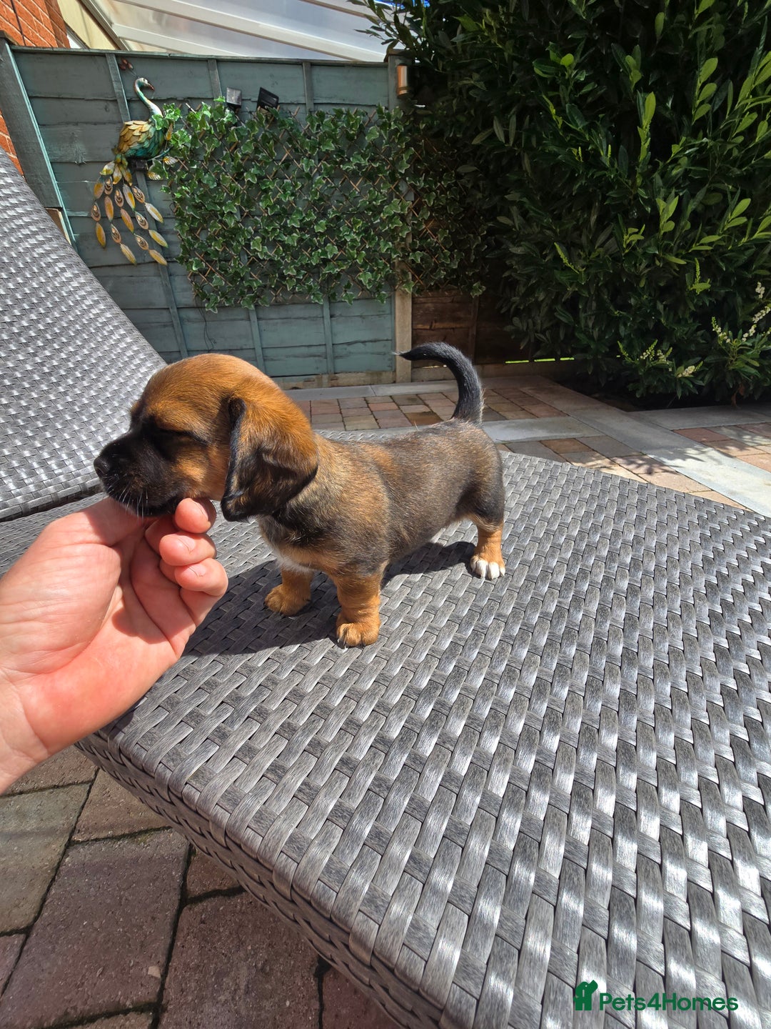 Mixed Breed dogs for sale: Very loving puppies looking for their forever home - Image 3