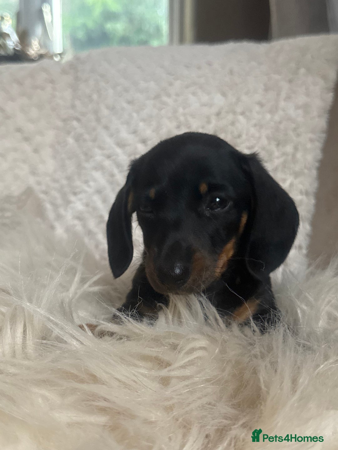 Miniature Dachshund dogs for sale: Two Adorable Girls Looking For Families  - Image 10