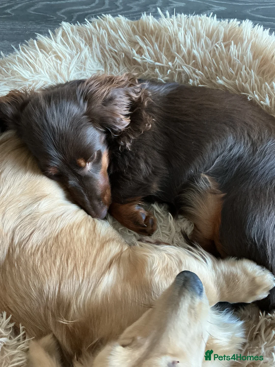 Miniature Dachshund dogs for sale: Miniature Dachshund  - Advert 4