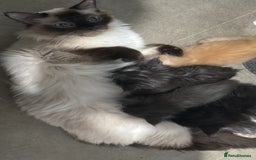Maine Coon cats for sale: Super fluffy gorgeous Maine coon /Ragdoll kittens  - Image 11